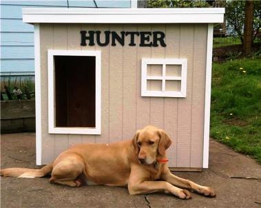 Free  House Plans on Free Insulated Dog House Plans For Large Dogs