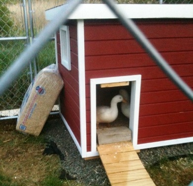 Custom Dog House Plans